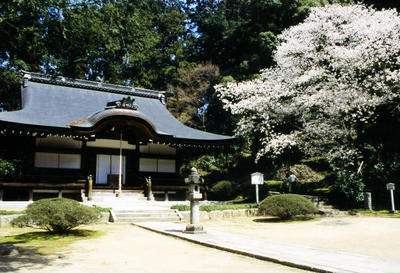 庭に花が満開の大きな桜の木がある弘川寺の写真