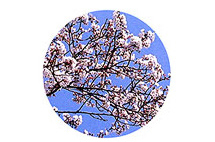 桜の花の写真