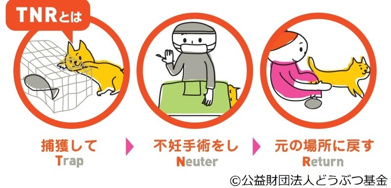 TNR活動の内容(捕獲して→不妊手術をして→元の場所に戻す)のイラスト