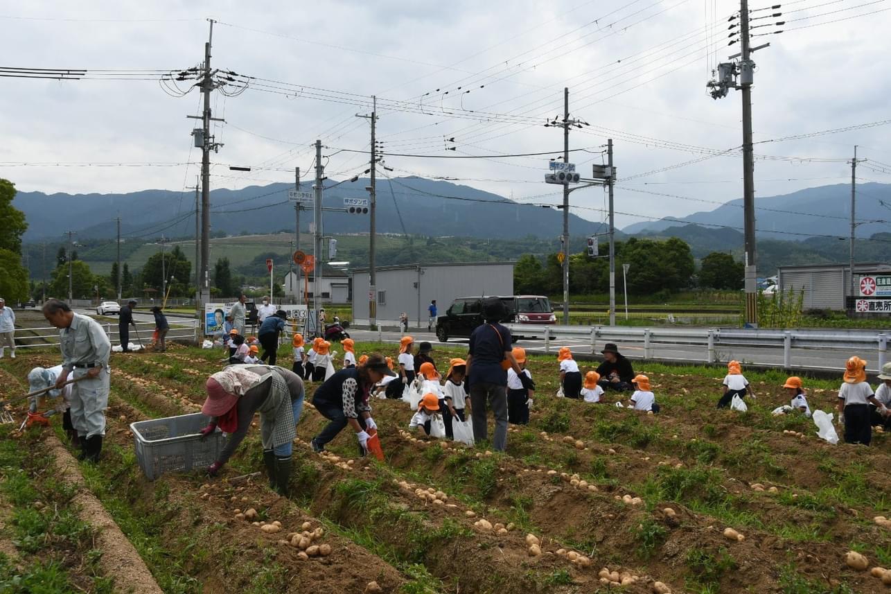 じゃがいも収穫体験