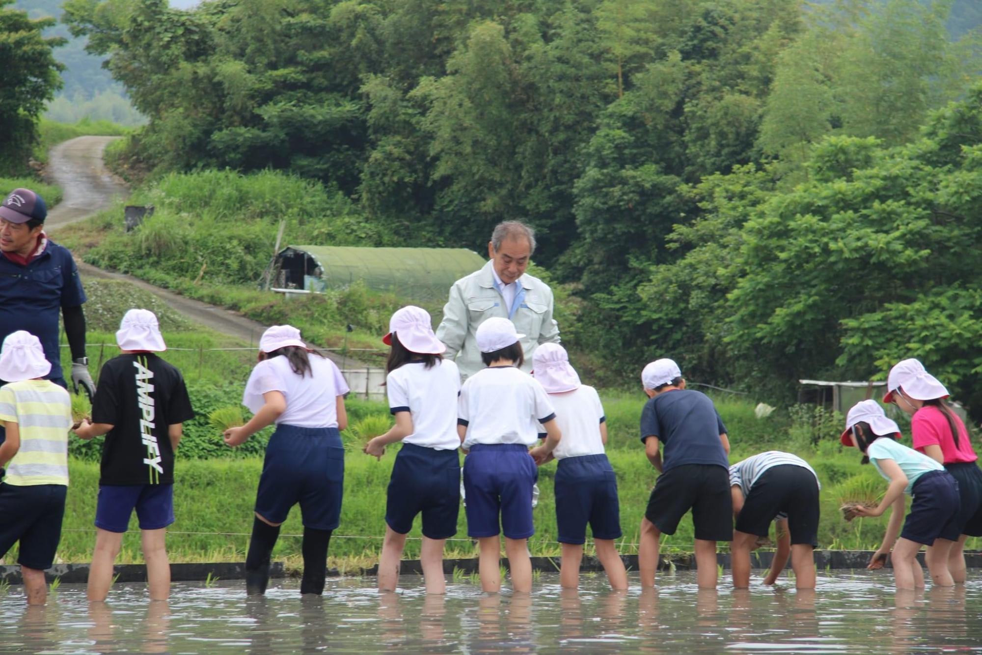 奇跡の復興米 田植え体験