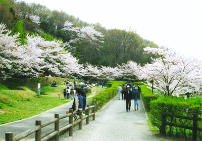 近つ飛鳥風土記の丘公園内の通りで満開の桜の花を眺めている人達の写真
