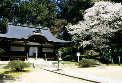 木々に囲まれ、右側に白色の花を咲かせる大きな木が立つ弘川寺の本堂の写真