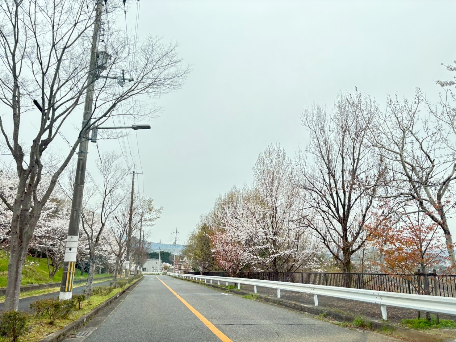 桜開花情報