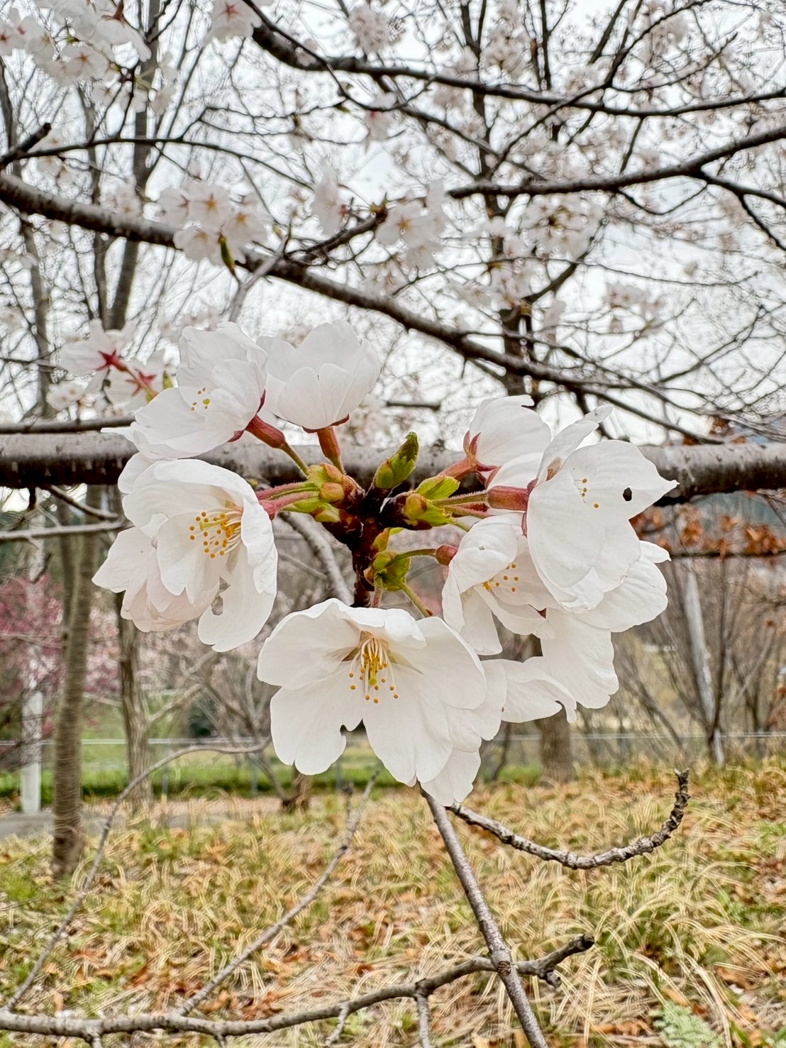 桜開花情報