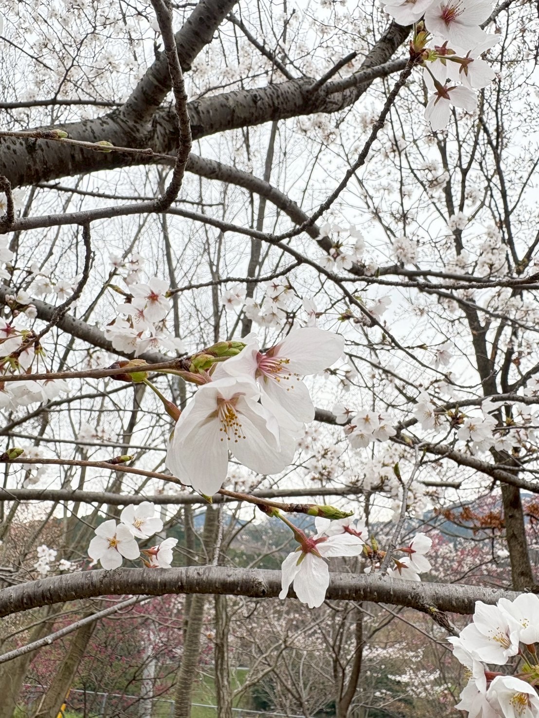 桜開花情報