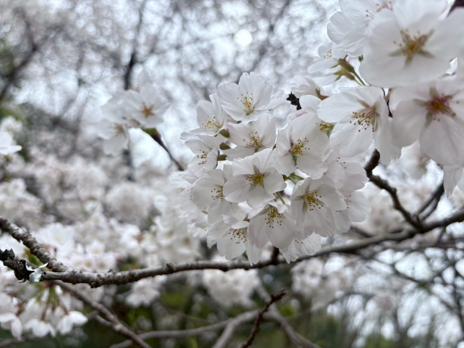 桜開花情報