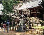 高貴寺本堂の右手前に設置された石造宝篋印塔と満開の花をつけた枝垂れ桜を見ている人達の写真