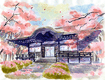 お寺の周囲に満開の桜の花が咲いているイラスト