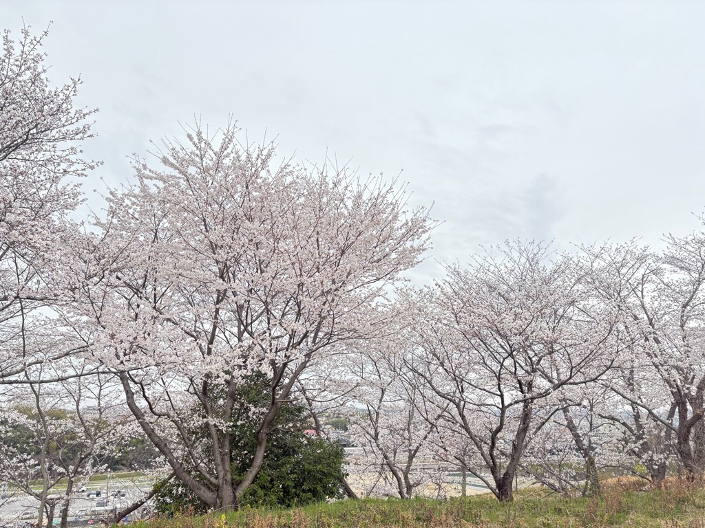 桜開花情報