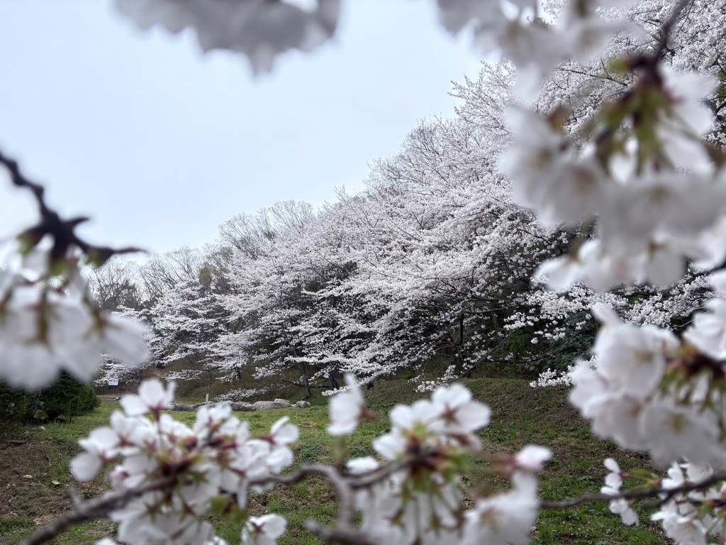 桜開花情報