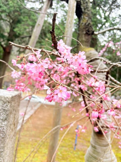 弘川寺