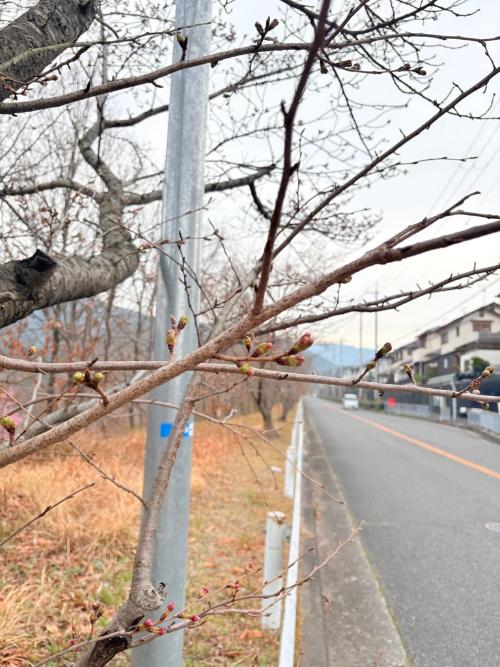 さくら坂