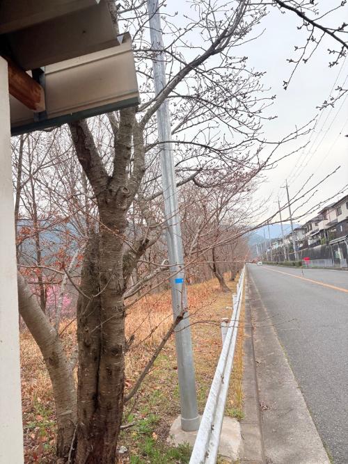 さくら坂