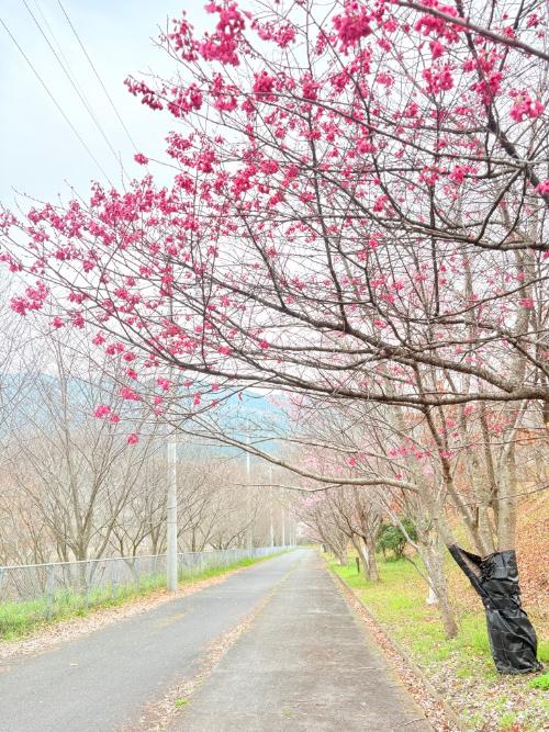 さくらとリスの森