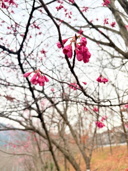 さくらとリスの森