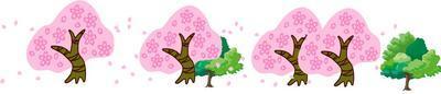 4本の桜の木に満開のピンク色の花が咲いているイラスト