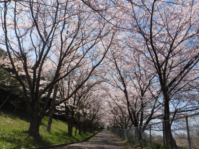 左右に満開の花びらが咲いている桜の並木道の写真