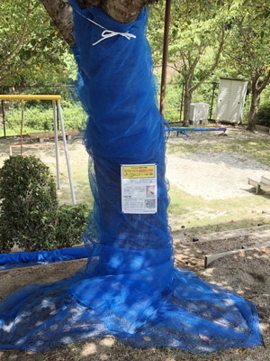 被害拡大予防対策で青色のネットを巻き付けた樹木の写真