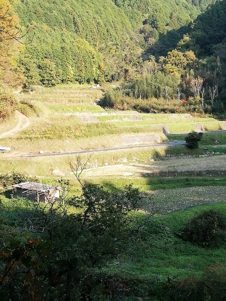 後方に山があり、階段状に造られている持尾の棚田の写真