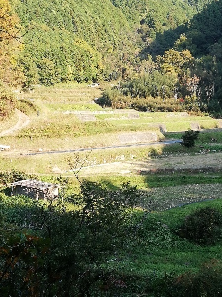 後方に山があり、階段状に造られている持尾の棚田の写真