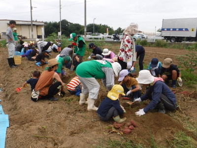 畑の畝に沿って参加者達が芋掘りをしている写真
