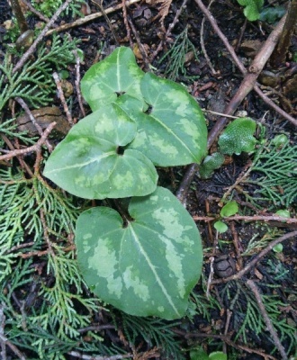 地面近くに生えている卵状楕円形の葉をしたミヤコアオイの写真