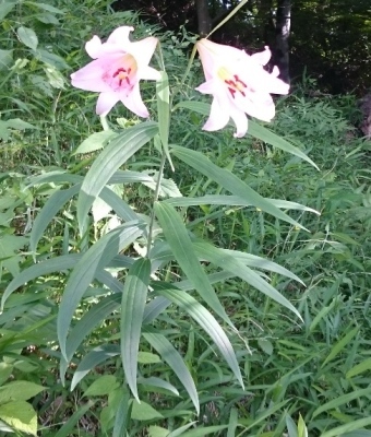 笹の葉に似た葉と淡いピンク色の大輪の花、ササユリが2輪咲いている写真