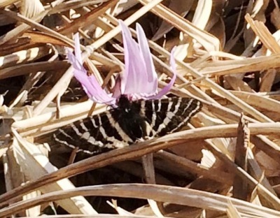 薄紫色の花を咲かせているカタクリの密を吸っている黒と黄色の縞模様をしたギフチョウの写真