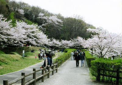 来園者が史跡公園の桜並木の下を散歩している写真