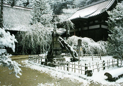 境内のしだれ桜や木々にうっすらと雪が降り積もっている高貴寺の境内の写真