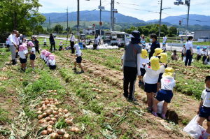 ふれあい農園でピンク、黄色、水色の帽子をかぶった園児たちが玉ねぎ収穫体験をしており、収穫した沢山の玉ねぎが畑に並んでいる写真