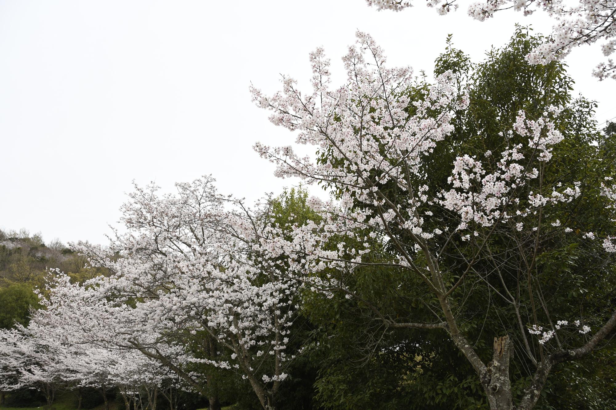 桜まつり1