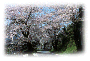 満開の桜並木の写真