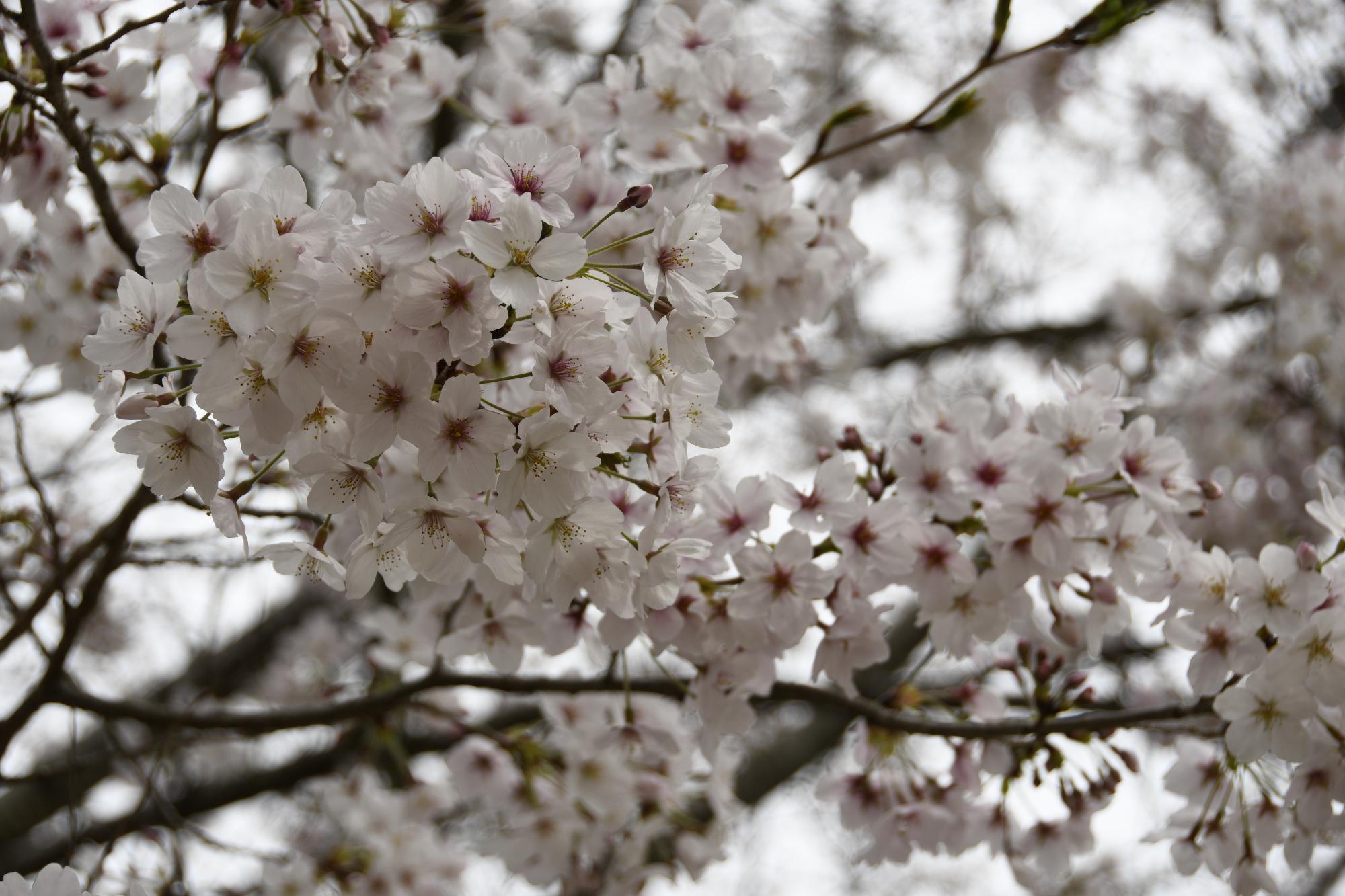 桜まつり