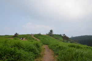 草木が茂った緑色の山肌の間に通っている葛城山頂へ続く小道の写真