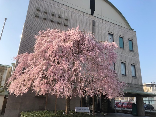 入り口にピンク色の花が満開の枝垂桜の木が植えられているやまなみホールの建物の外観写真